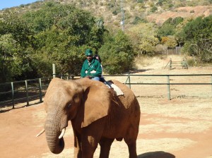 Elephant riding