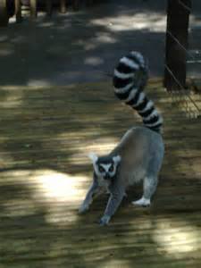lemur